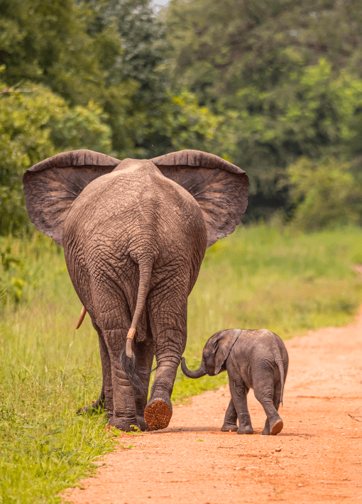 Albanu Wildlife Foundation trackers on elephant