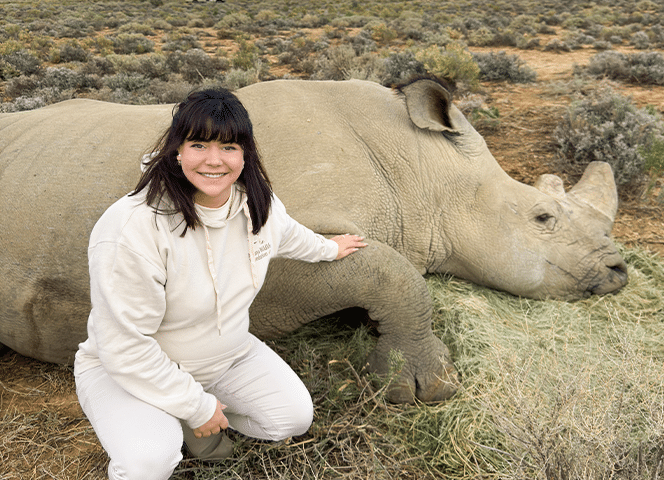 rhinocéros rhino