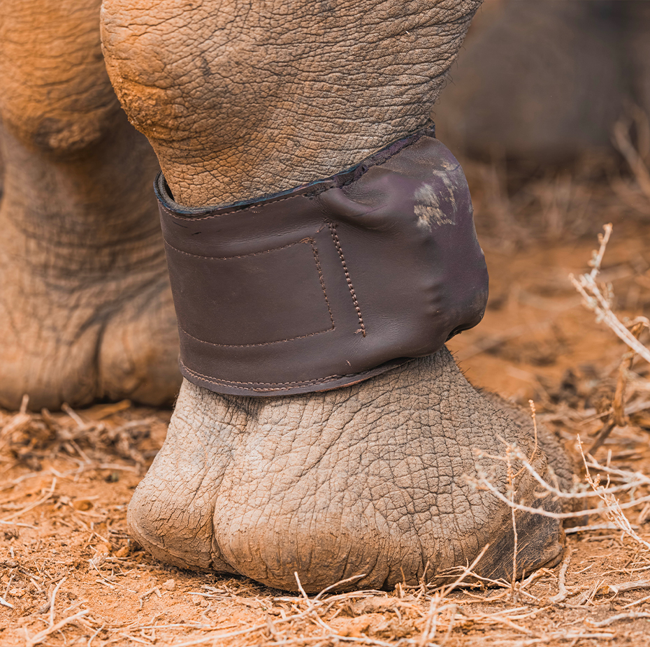 Donation Albanu Wlidlife Foundation – Image 4